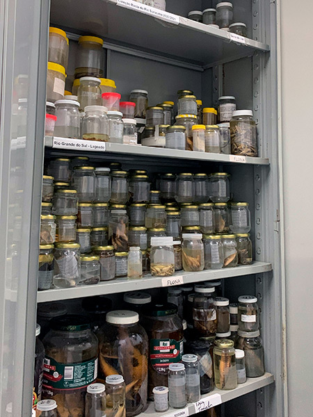 Laboratório de Ecologia Estrutural e Funcional de Ecossistema - LEEF - Agentes Infecciosos