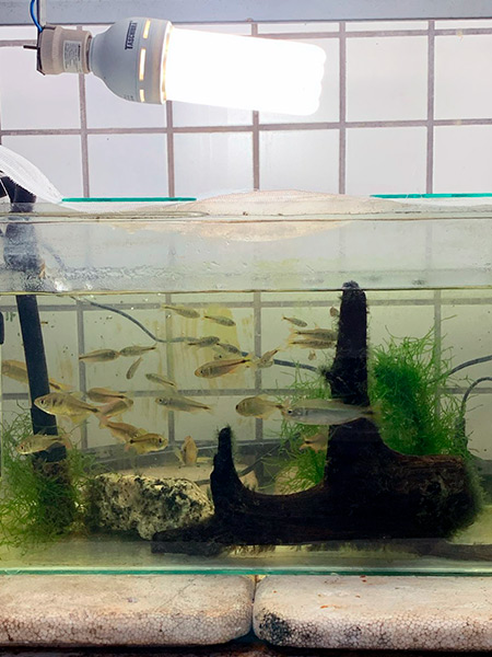 Laboratório de Ecologia Estrutural e Funcional de Ecossistema - LEEF