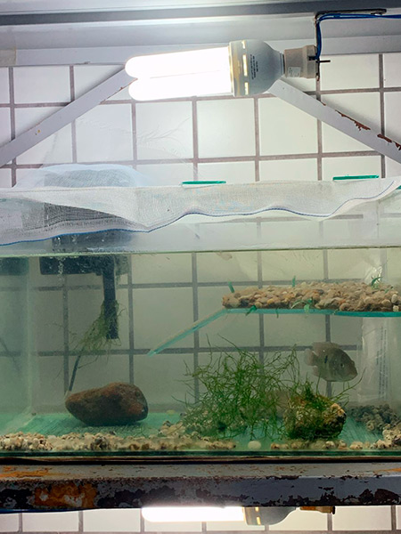 Laboratório de Ecologia Estrutural e Funcional de Ecossistema - LEEF