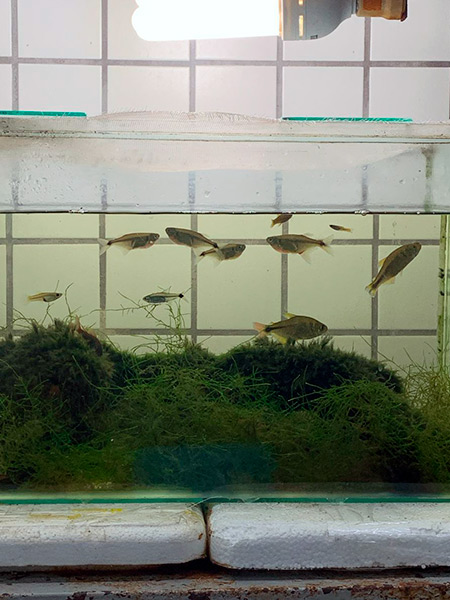 Laboratório de Ecologia Estrutural e Funcional de Ecossistema - LEEF - Agentes Infecciosos