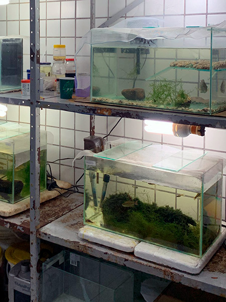 Laboratório de Ecologia Estrutural e Funcional de Ecossistema - LEEF - Agentes Infecciosos